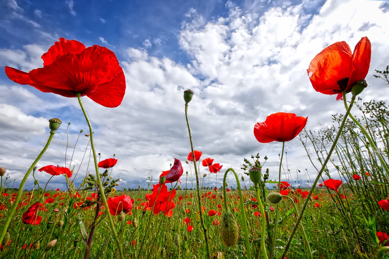 why-poppies-are-a-symbol-of-remembrance-sheila-burke-death-doula